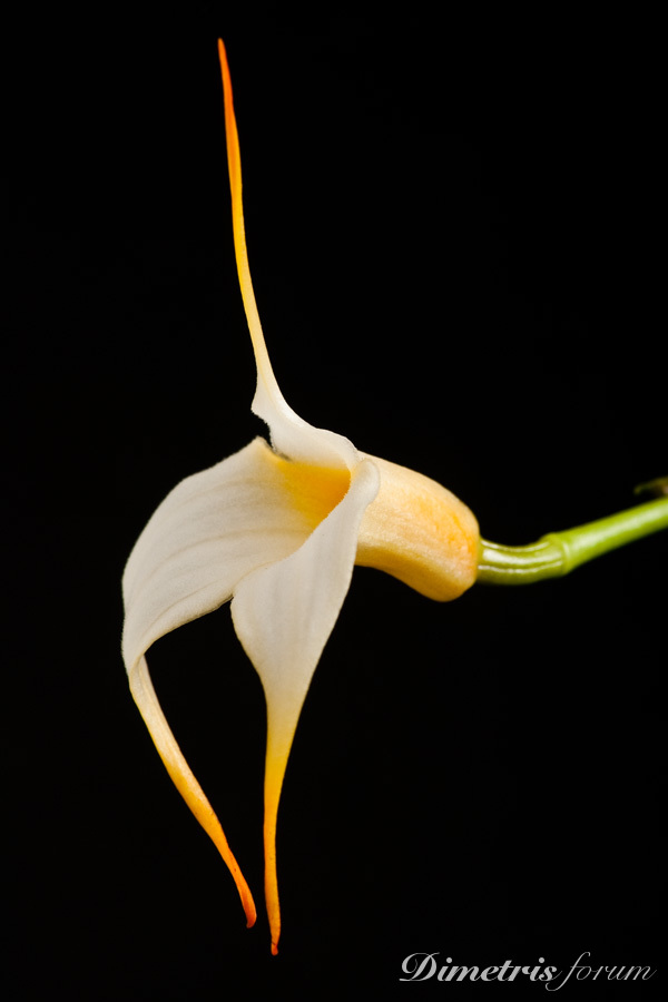 Masdevallia-.jpg