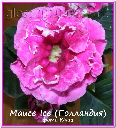 Mauce Ice2222.jpg