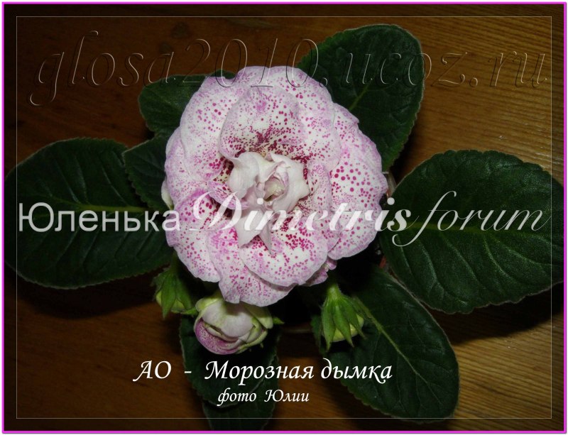 Moroz_Dumca.jpg