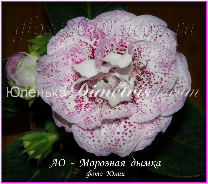 Moroz_Dumca_2.jpg