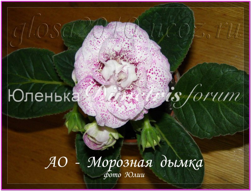 Moroz_Dumca_3.jpg