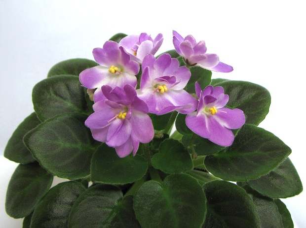 Munchkin Kisses2.JPG