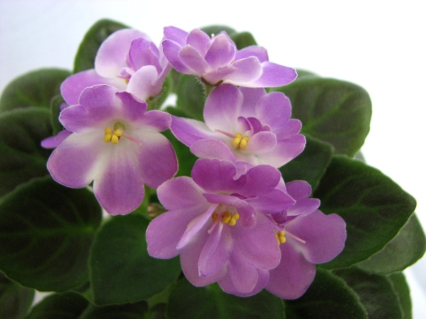 Munchkin Kisses3.JPG