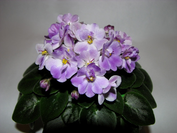 Munchkin Kisses4.JPG