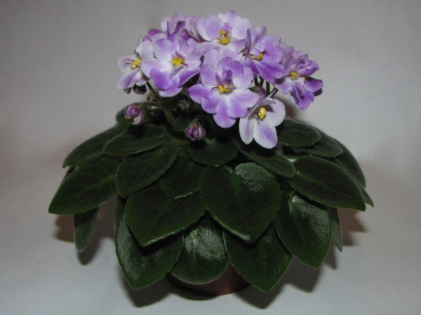 Munchkin Kisses5.JPG