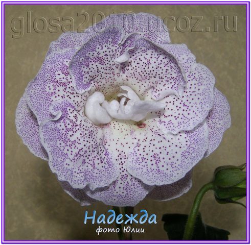 Nadegda_222222.jpg