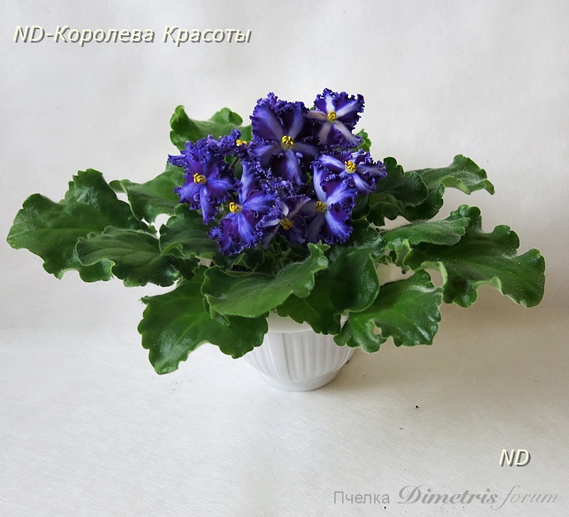 ND-Королева Красоты3.JPG