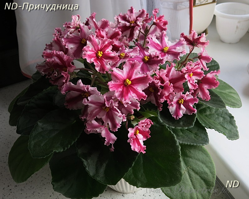 ND-Причудница8.JPG