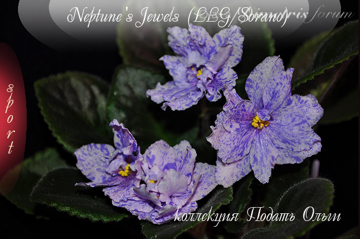 Neptune-s Jewels-2013 sport.jpg