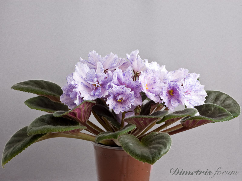 Neptune’s-Jewels-спорт-.jpg
