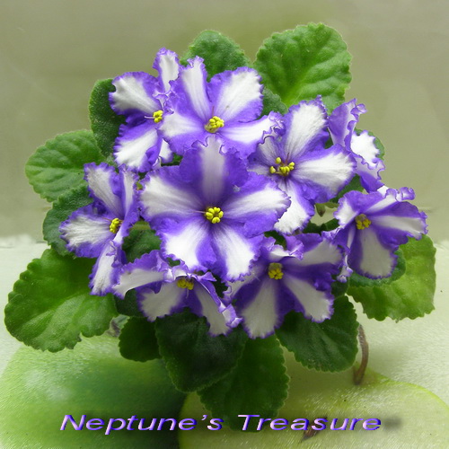 Neptune’s Treasure_k.jpg