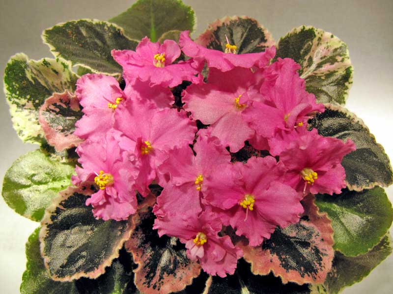 Ness' Candy Pink1.jpg