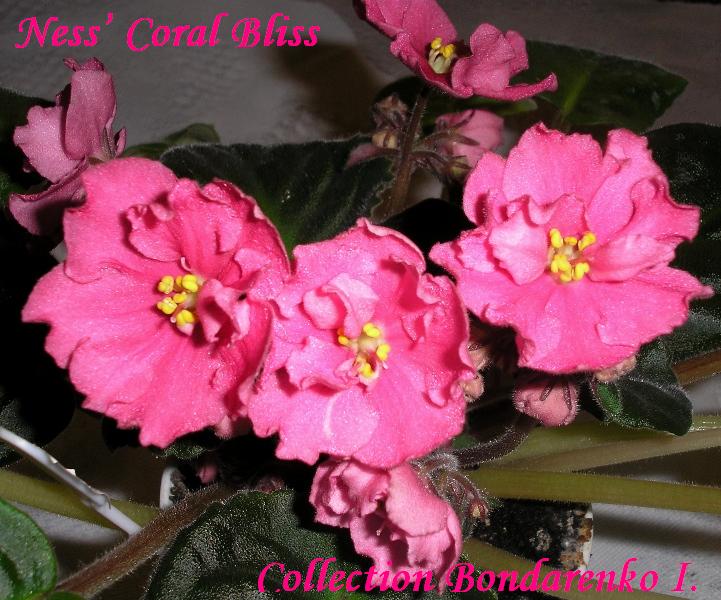 Ness’ Coral Bliss.JPG
