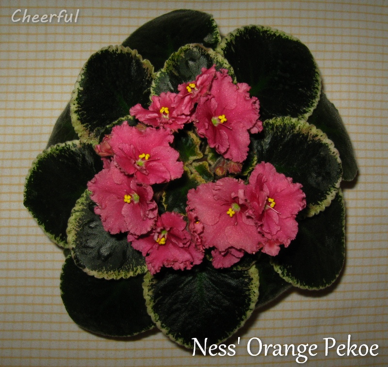 ness orange pekoe 04.01.15 2.jpg