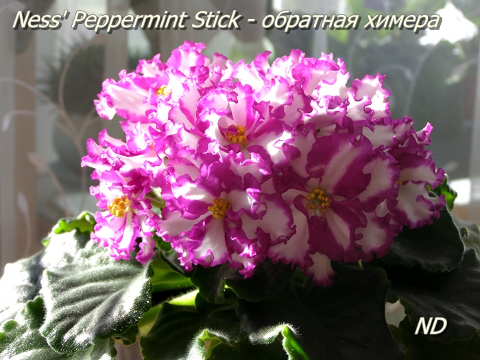 Ness' Peppermint Stick - обратная химера.JPG