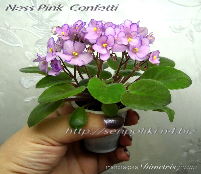 Ness Pink Сonfetti 1.jpg