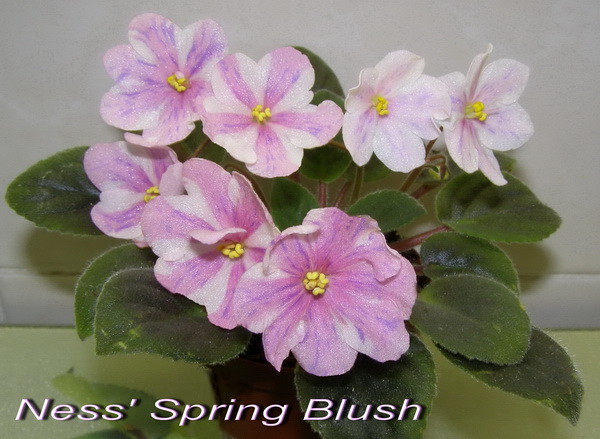 Ness' Spring Blush2.jpg