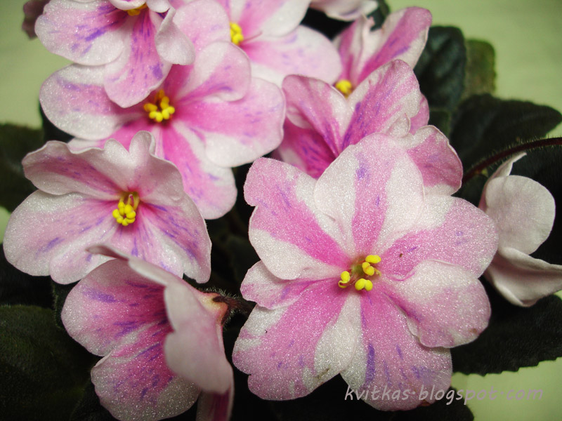 Ness Spring Blush3.jpg