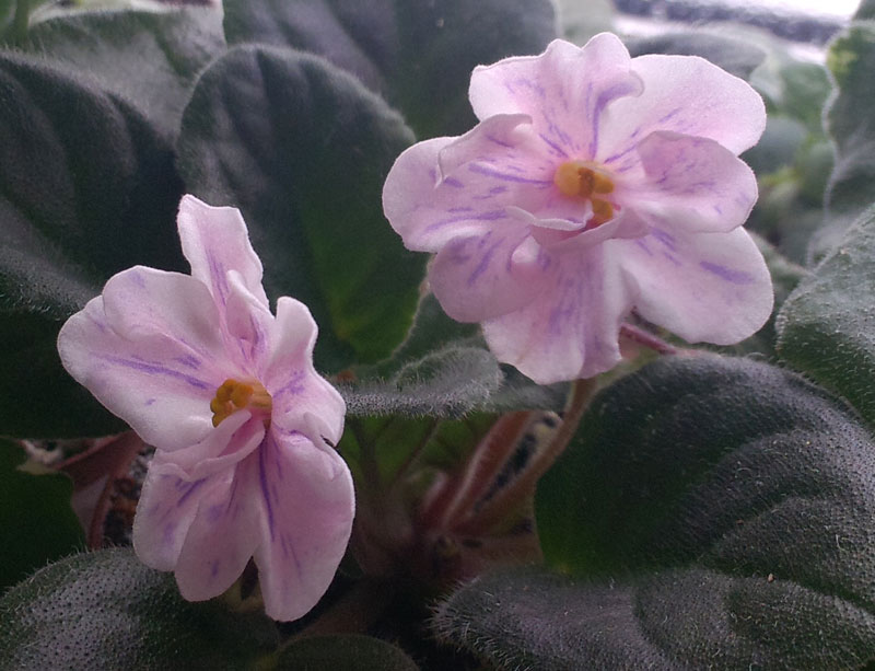 Ness'-Spring-Blush_3.jpg