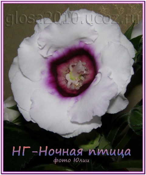 NG_Nohnaya_ptiza222.jpg
