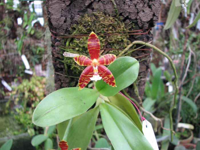 Цветок орхидеи Phalaenopsis amboinensis x violacea.jpg