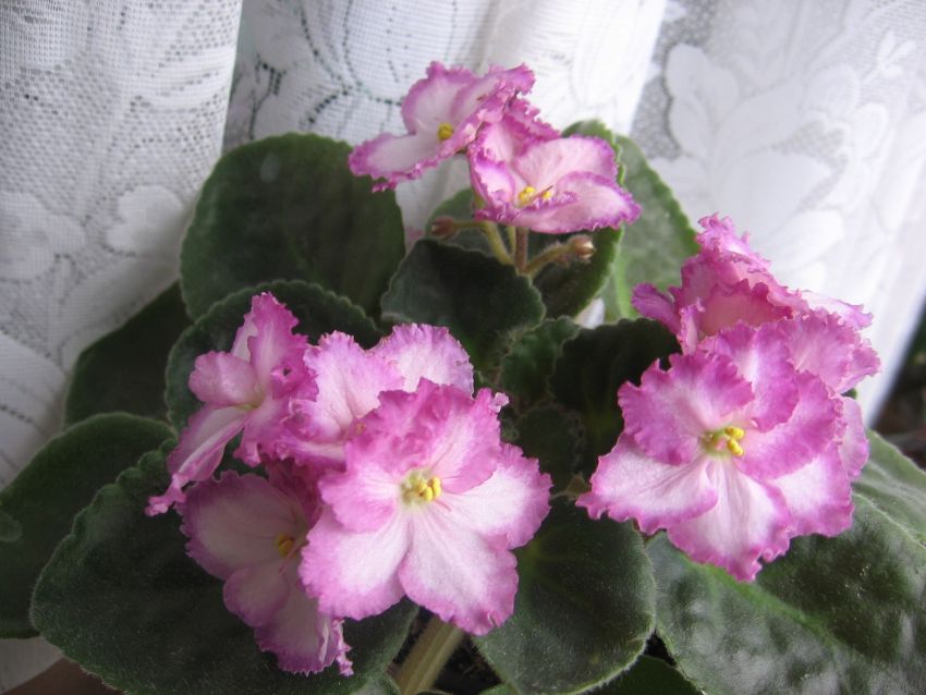 Okie Easter Bunny _1807.jpg