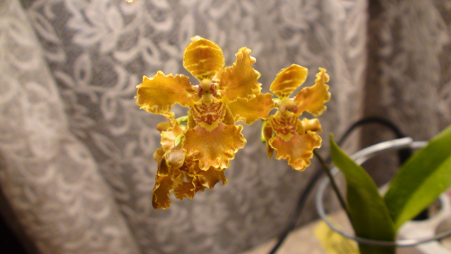 Oncidium-forbesi.jpg