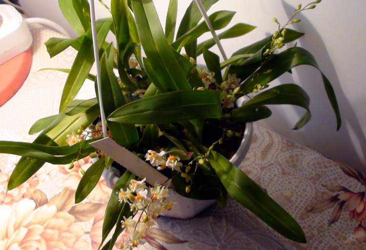 oncidium-Twinkle-Jasmin3.jpg