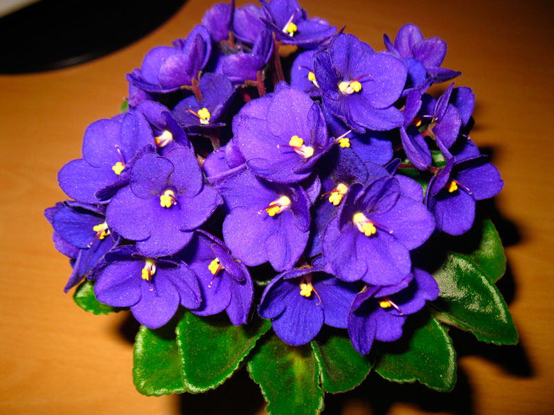 Optimara Little Inca2.jpg