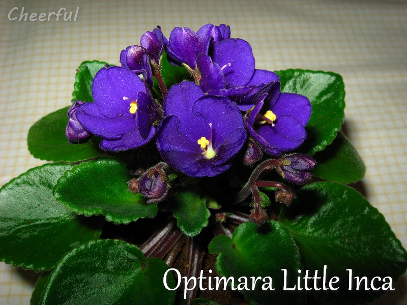 optimara little inca 20.05.15.jpg
