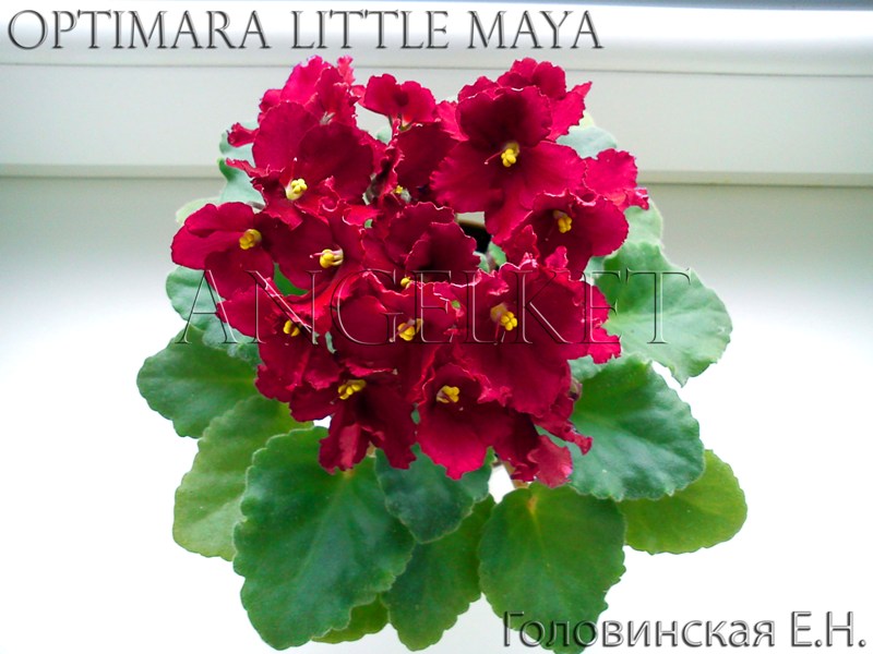 Optimara Little Maya.jpg