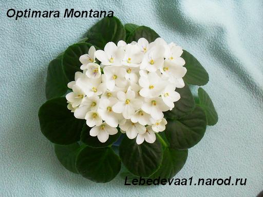 Optimara Montana (2) 20-20 текст.JPG