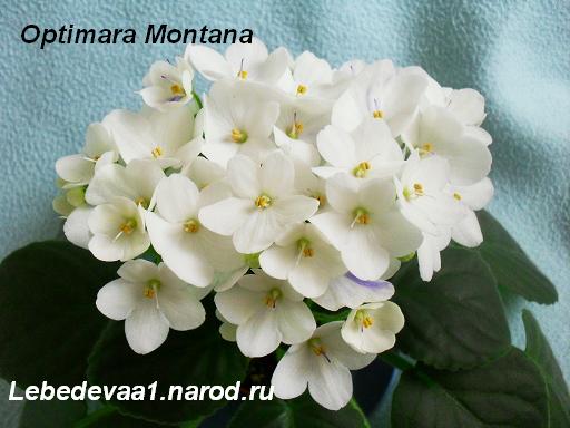 Optimara Montana (3) 20-20 текст.JPG