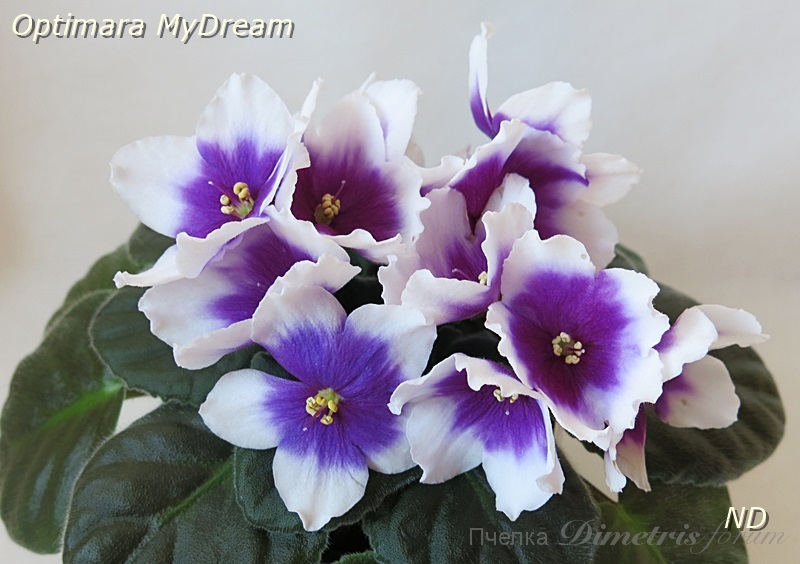 Optimara MyDream3.JPG