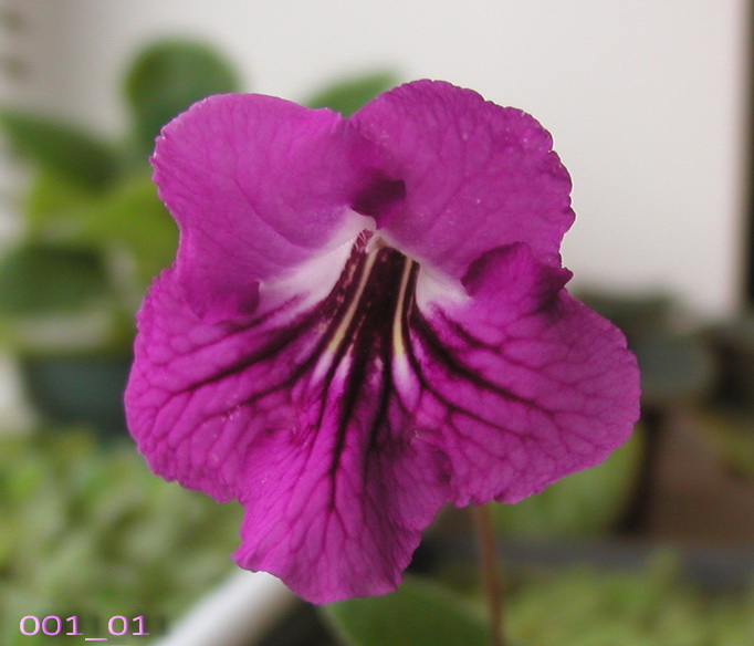P1010001.jpg