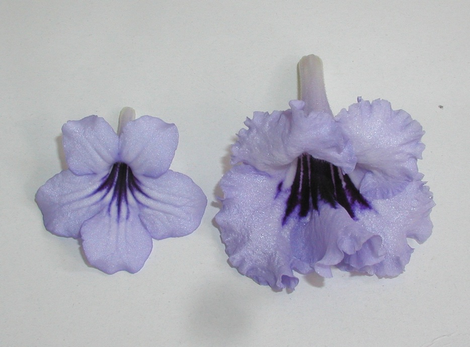 P1010001_1.jpg