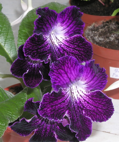 P1010001.jpg
