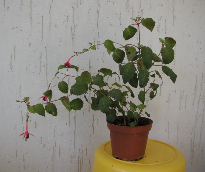 P1010002.jpg