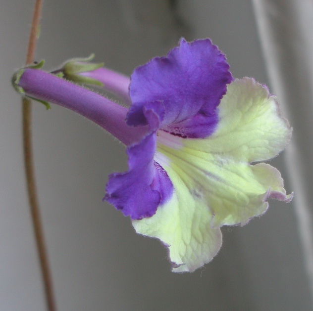 P1010002.jpg