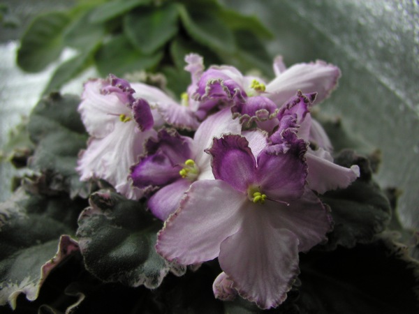 P1010003.JPG