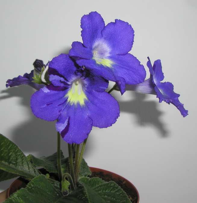 P1010005.jpg