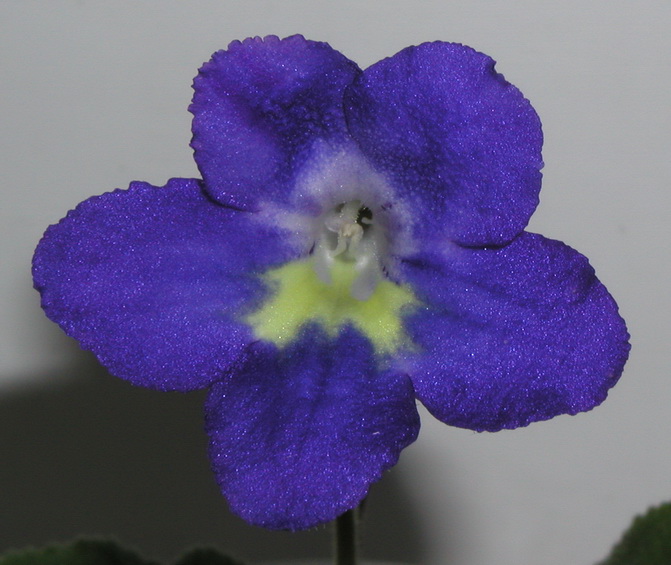 P1010005.jpg