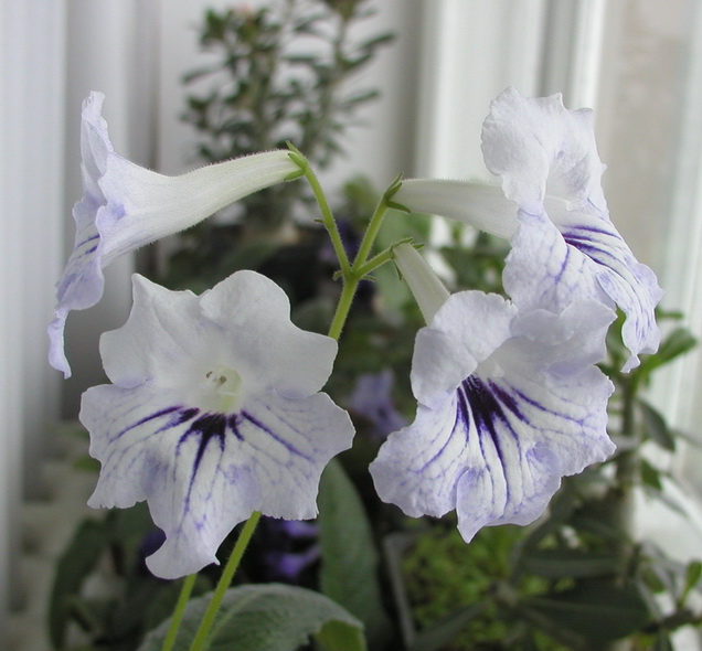 P1010006.jpg