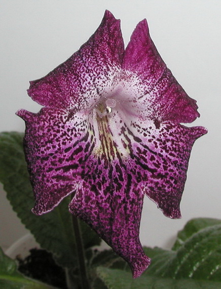 P1010014.jpg