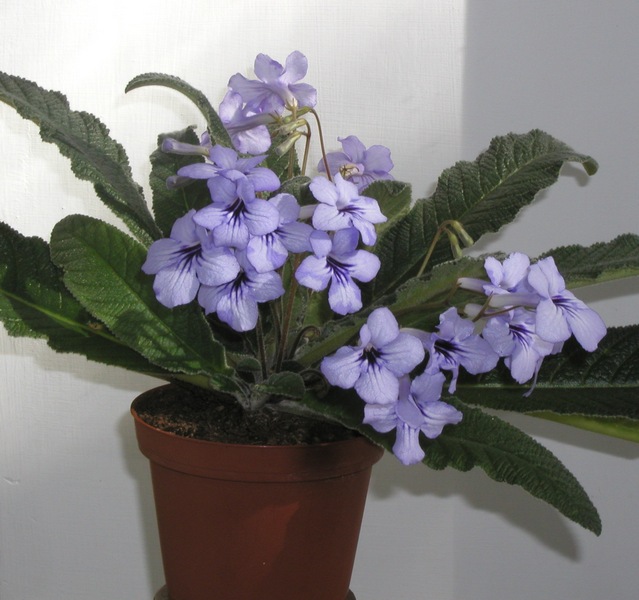 P1010027.JPG