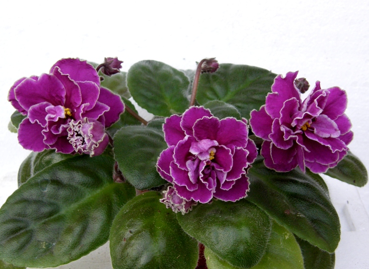 P1010034 (3).JPG