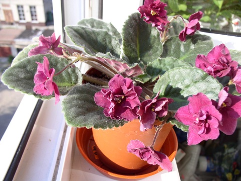 P1010045 - копия.JPG