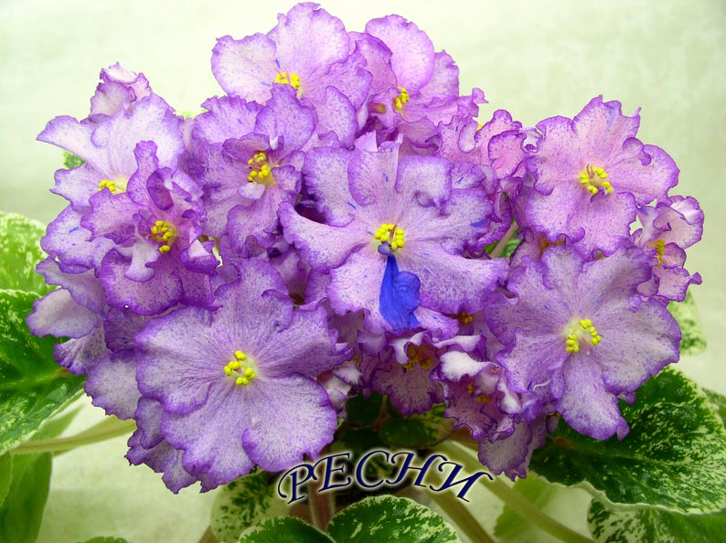 P1010052п копия.jpg