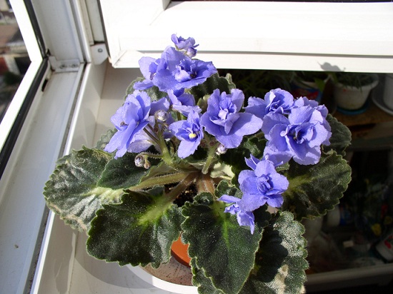 P1010063 - копия.JPG