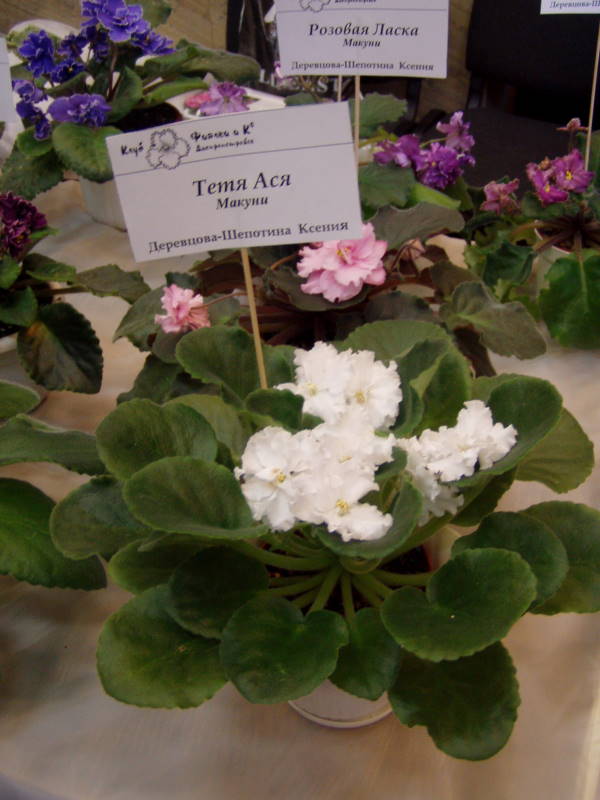 P1010071.jpg